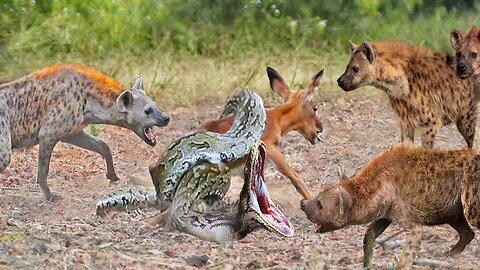 Hyenas VS Python !