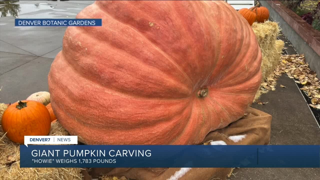 Colorado's largest pumpkin Howie being carved today