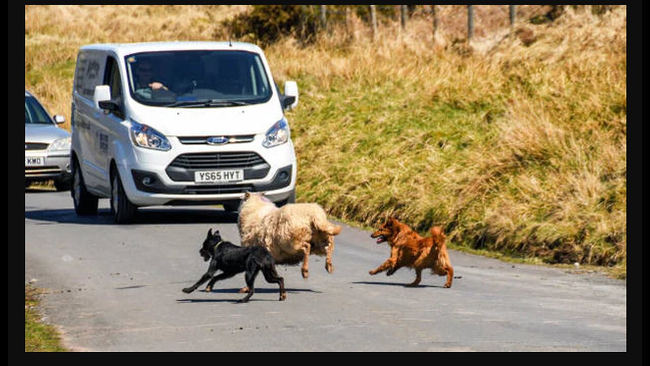 Hilarious Dog Chases: When Pups Take the Lead in Playtime! πΆπ