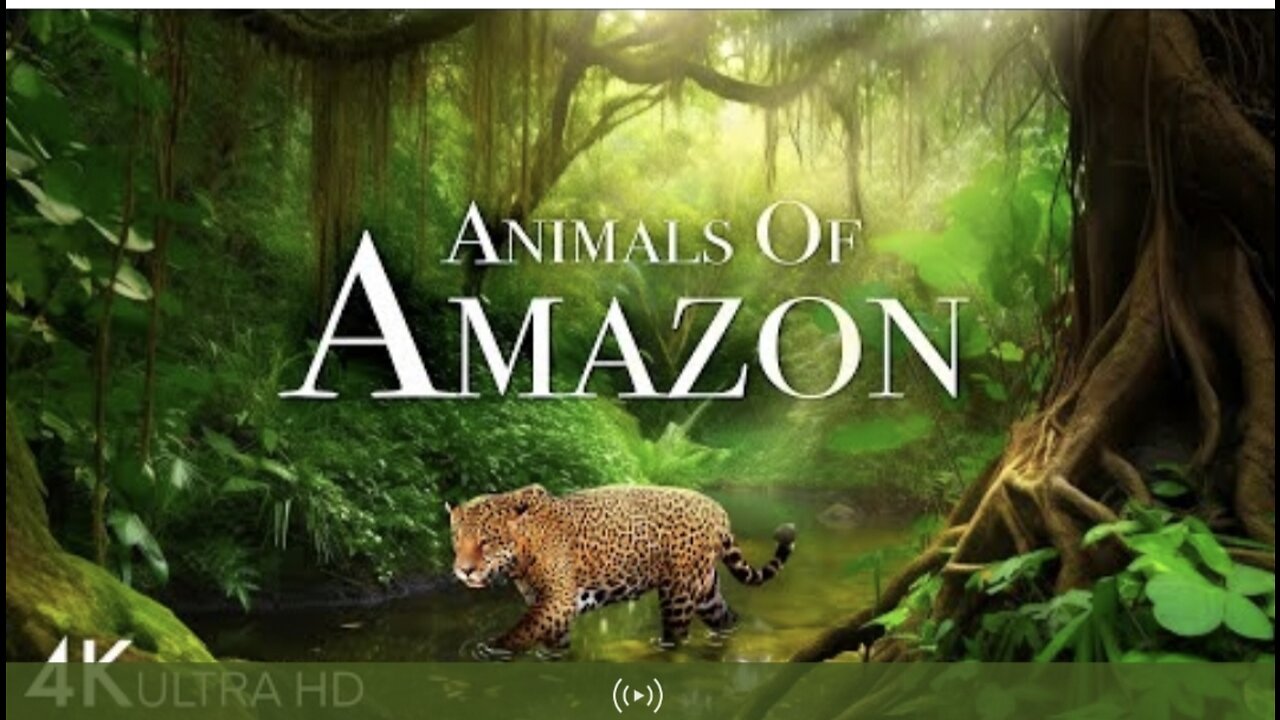 Animals of Amazon 4k wildlife Amazon Jungle Rainforests scene relaxat