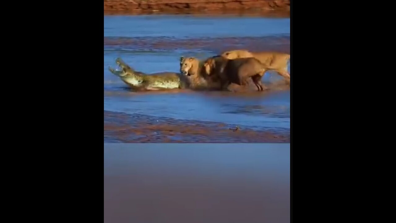 3 lion vs crocodile