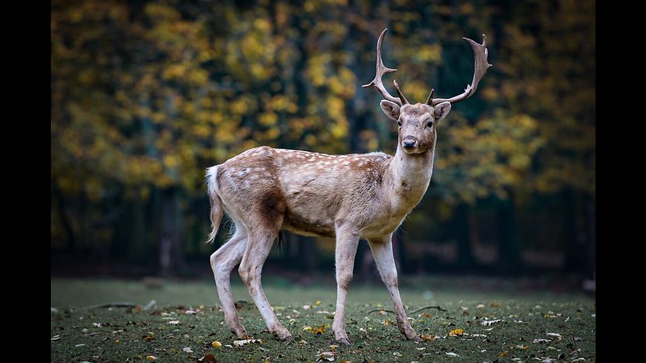 ANIMALS LAND, Deer are a family of artiodactyl mammals containing 51 modern species🦛🦒