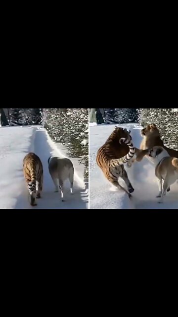 Dog and Tiger walking side by side in snow suddenly Lion attack Tiger