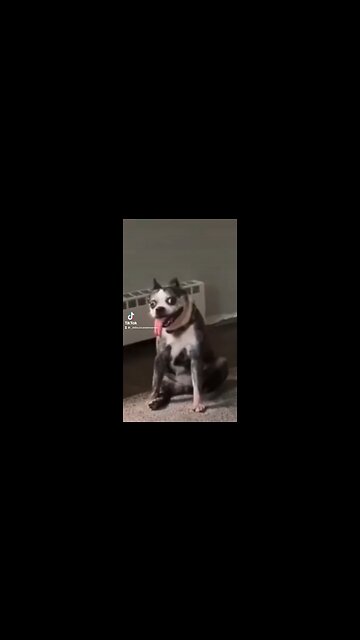 Crack Dog - The Best Guard Dog Ever