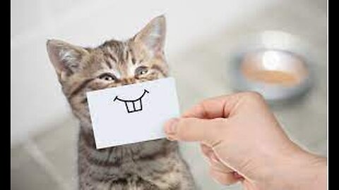 Funny animals
