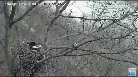 Pittsburgh Hays Eagles Dad gets stick from on the ground under nest Flys into nest 2020 02 02 510pm