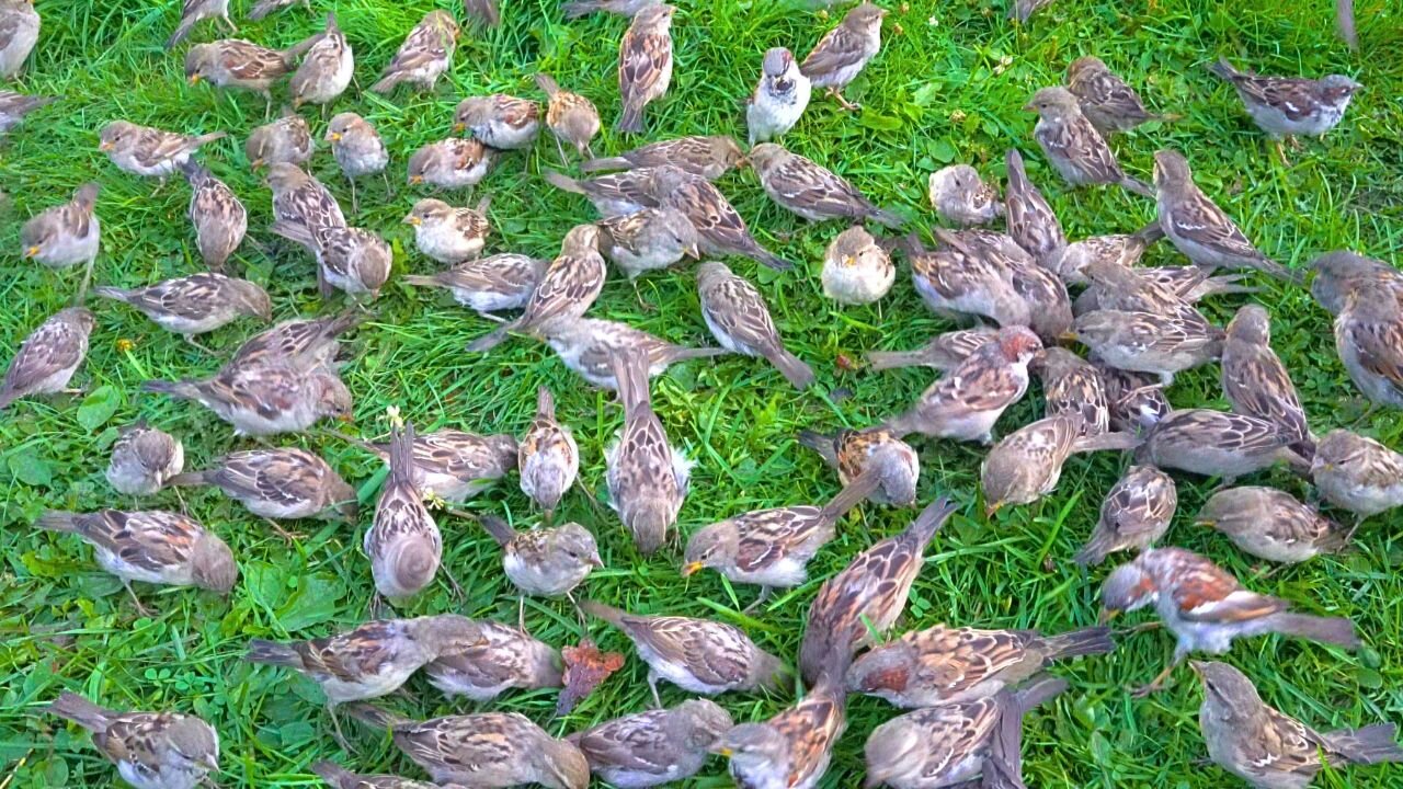 Skittish House Sparrows Jumping and Flying Around on Green Grass