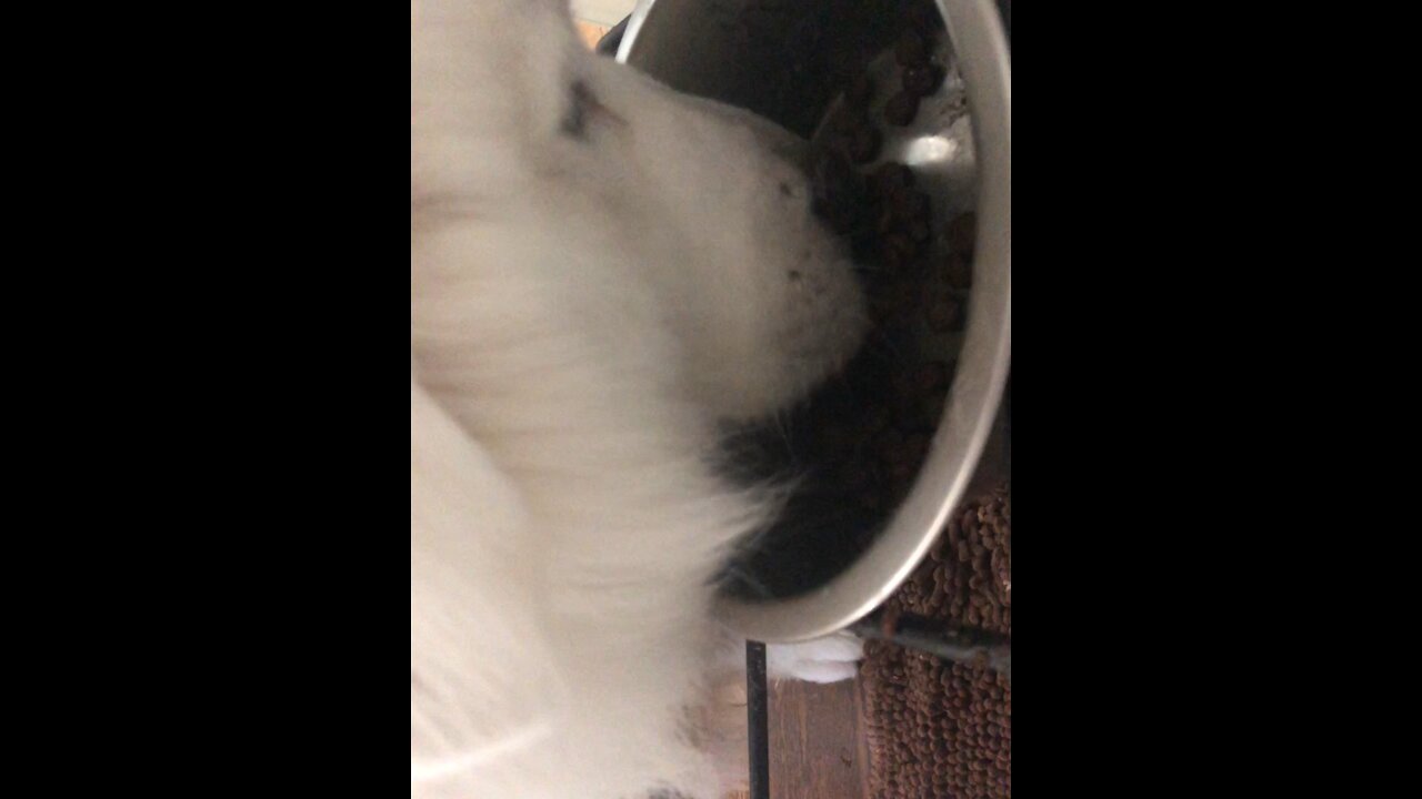 Great Pyrenees enjoys his meal￼