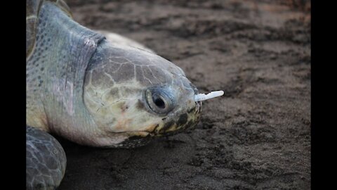 Plastic Fork Removed From Sea Turtle's Nose