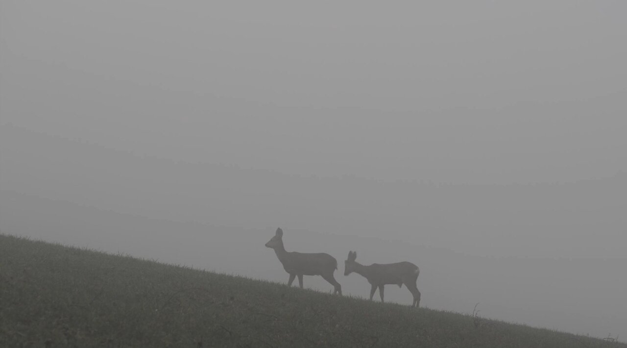 "In the Wild: The Life and Habits of Deer"