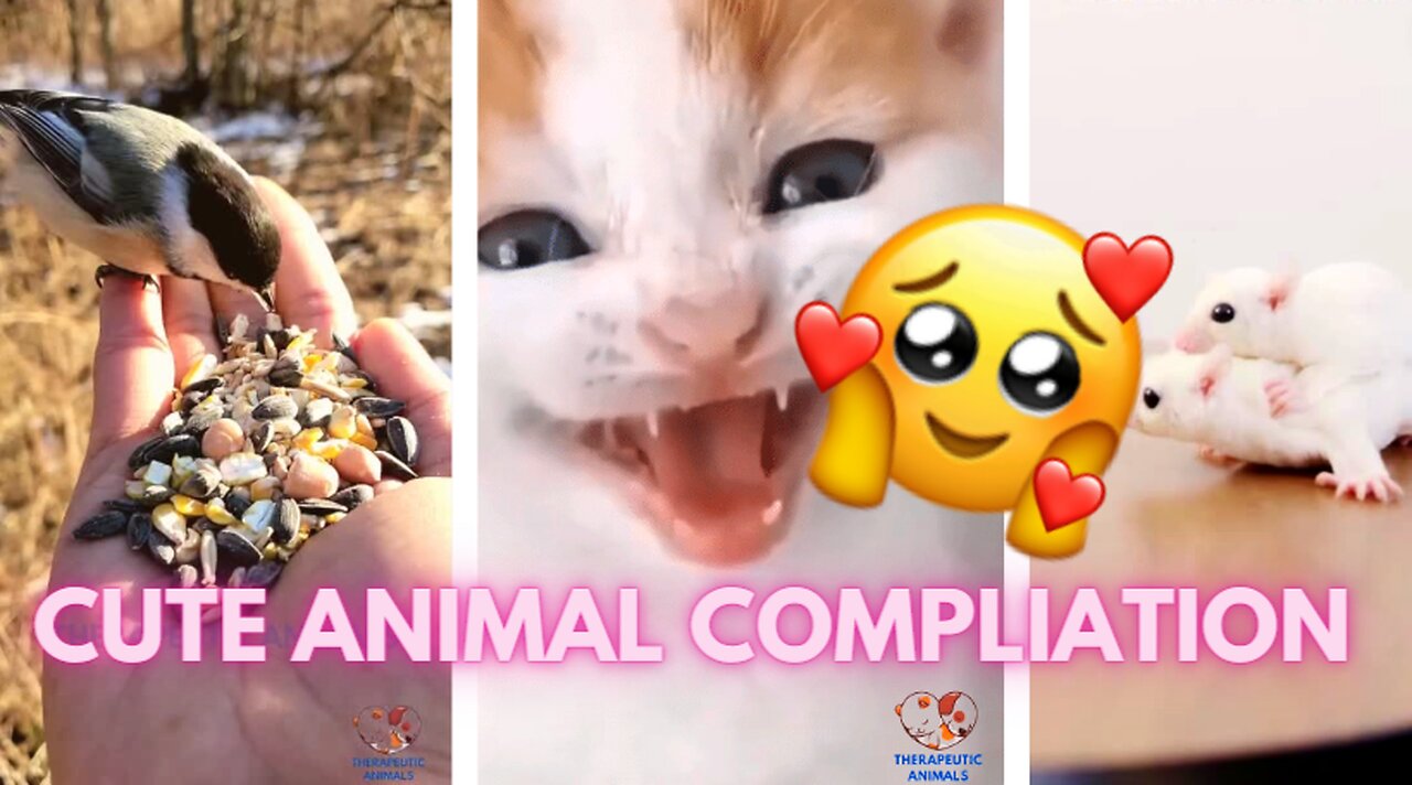 Welcome 2023🎉With Cute & Funny Animal Compilation😍🎉