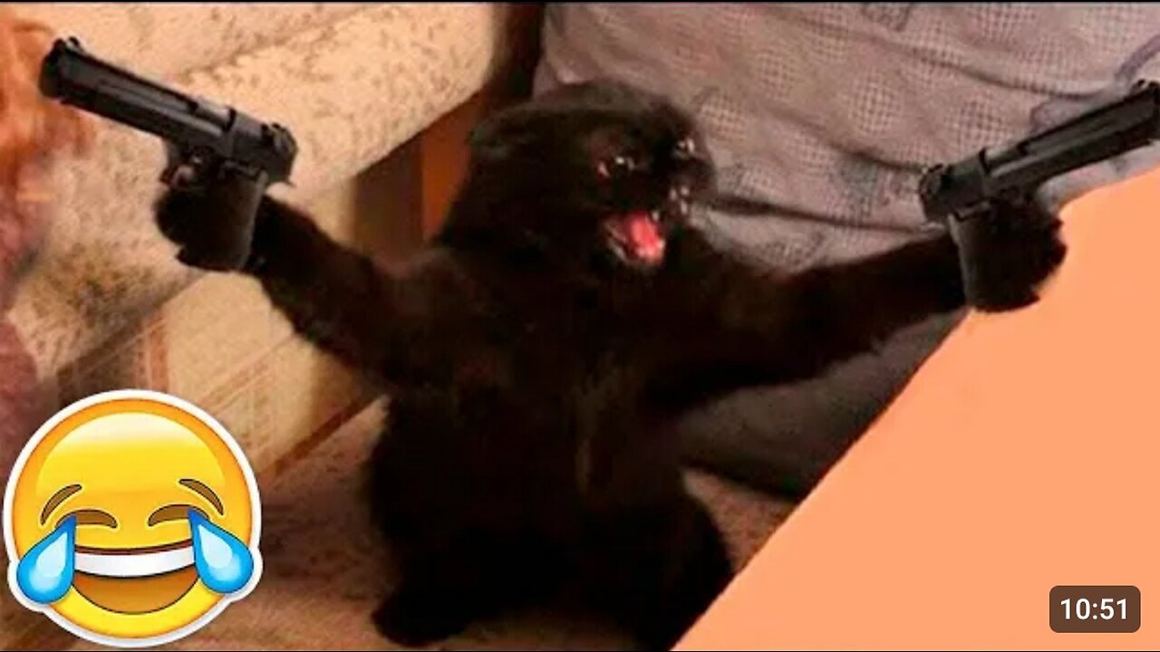 Funny dogs and cat 🤣