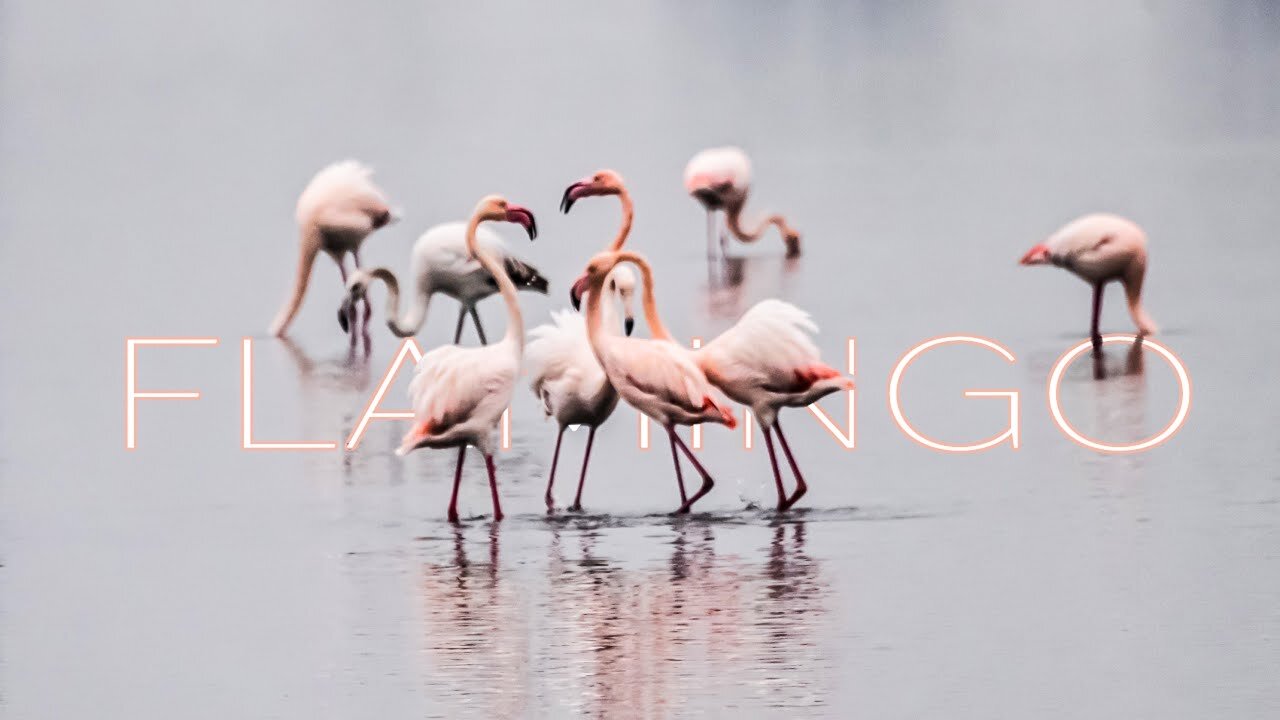 LEARN ABOUT FLAMINGOS | WILD STORIES | Alex Beldi