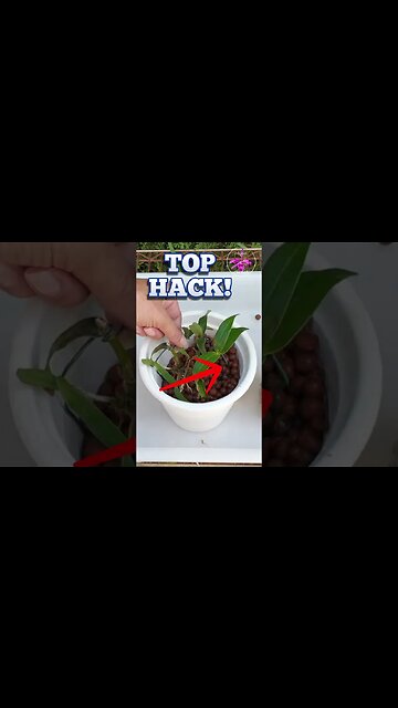 🪴🔝TOP TRICK & HACK 🔝🪴 Daisy Chain SECURE TINY Orchid Keikis #ninjaorchids #hack #trick #shorts