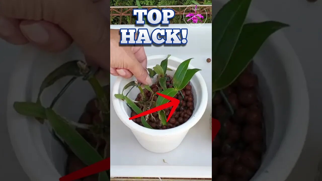 🪴🔝TOP TRICK & HACK 🔝🪴 Daisy Chain SECURE TINY Orchid Keikis #ninjaorchids #hack #trick #shorts