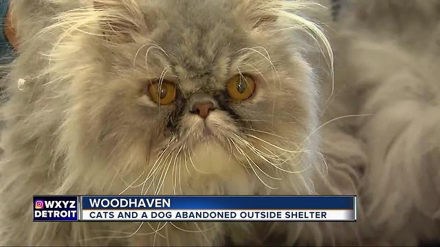 Woman abandons cats outside of Woodhaven