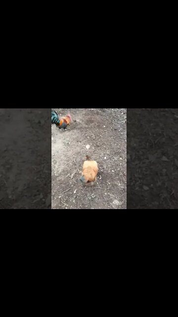 Chook Chook and Cassidy