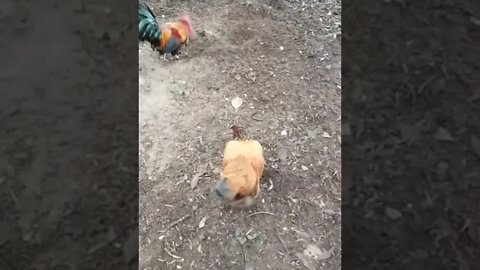 Chook Chook and Cassidy