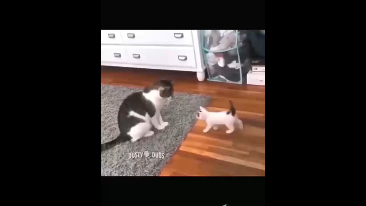 Funny cat videos 😂