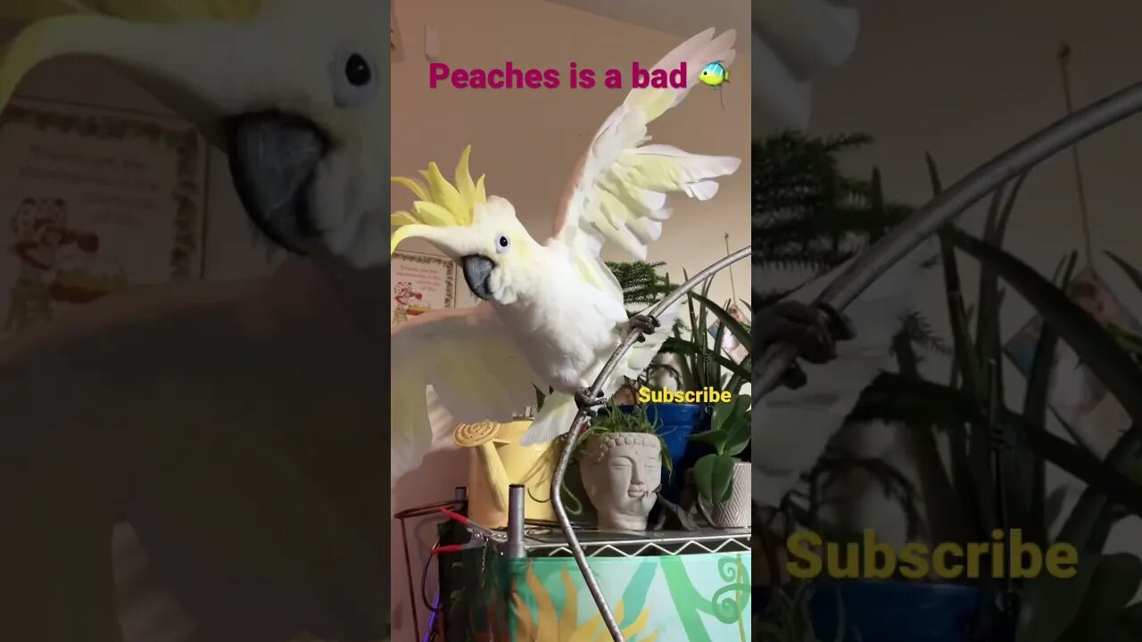 Sublime Bad fish parrot named Peaches