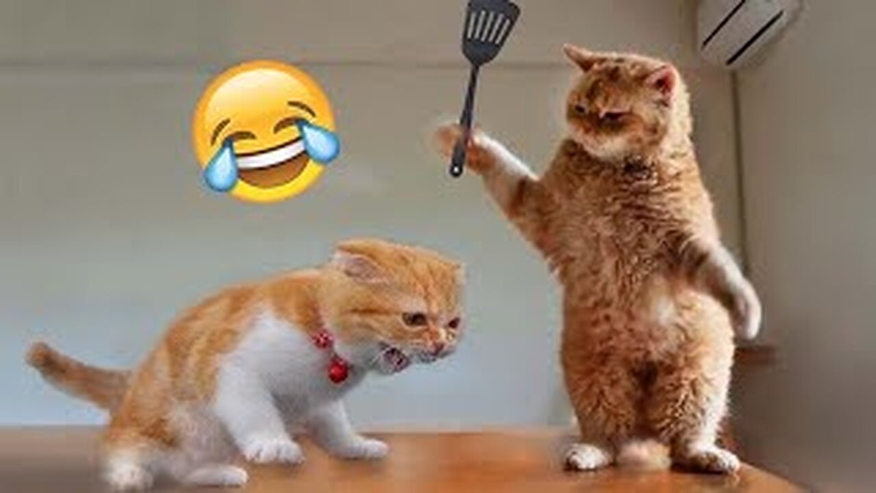 Best Funny Animal Videos of the year (2023)