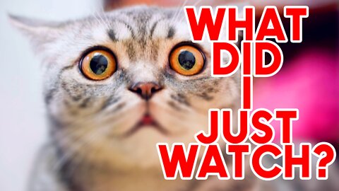 🐾🐱Funniest Animals Cat Video 2022 🐾🐱 | Funny Cats Compilation Funny Animal Videos