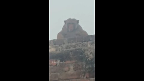 monkey🐒🐒 #funny #comedy#viral #trending #