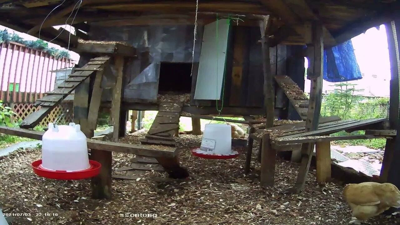 Thrasher investigates the big chicken run