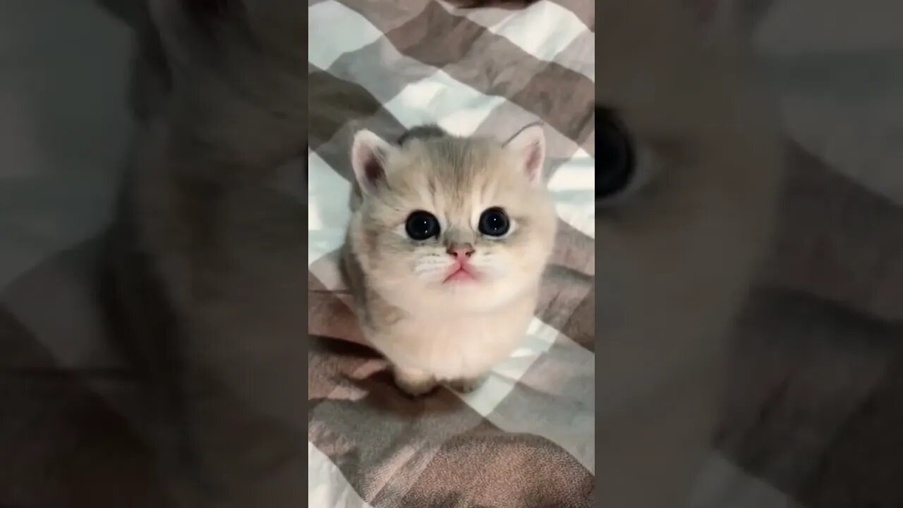 FUNNY CUTE KITTEN - Tiktok Compiled #Shorts