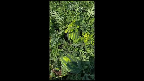 watermelon farm