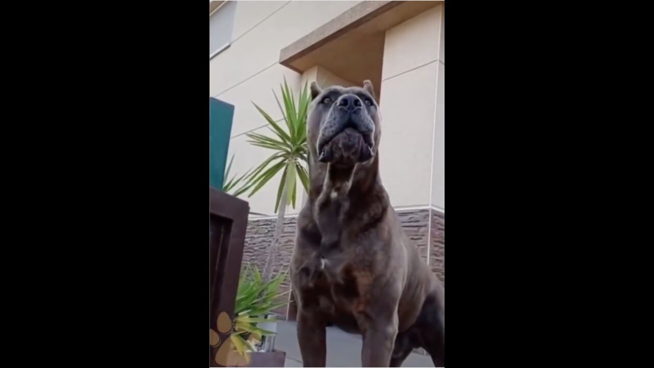 DOGS GROW UP- THESE DOGS ARE BEST GUARD DOGS EVER