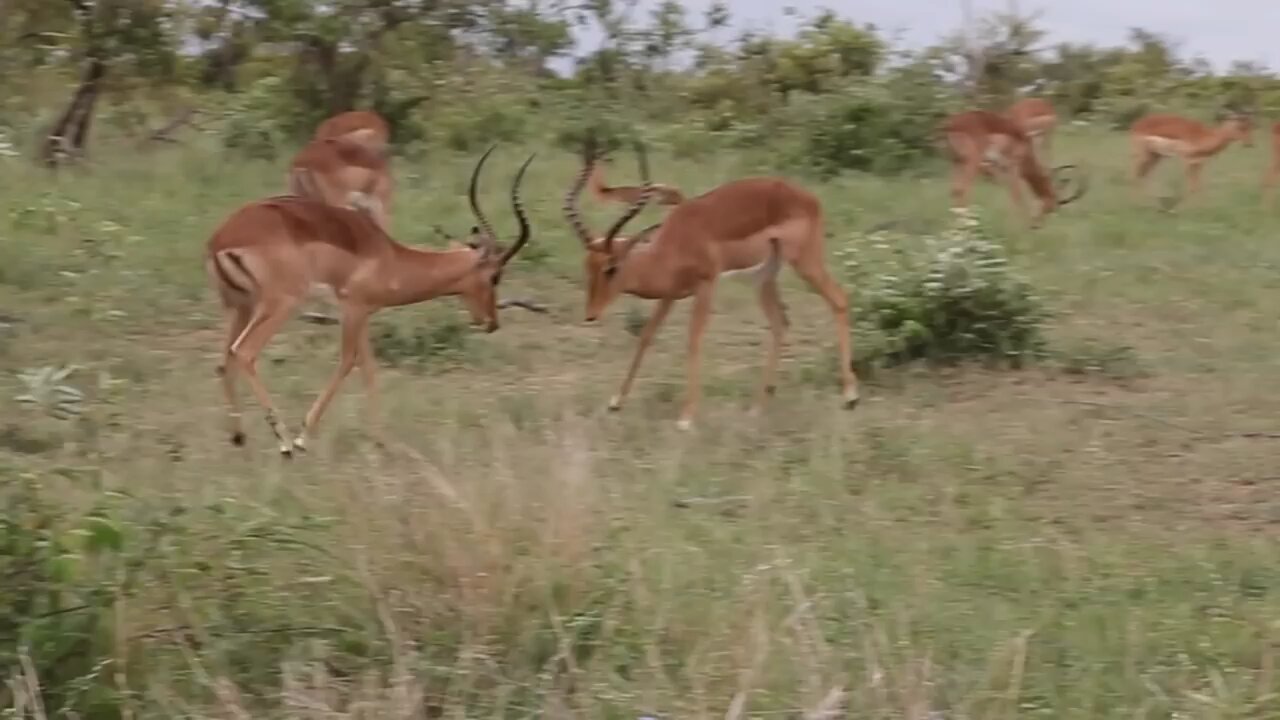 two deer 🦌 fight 🥱🥱