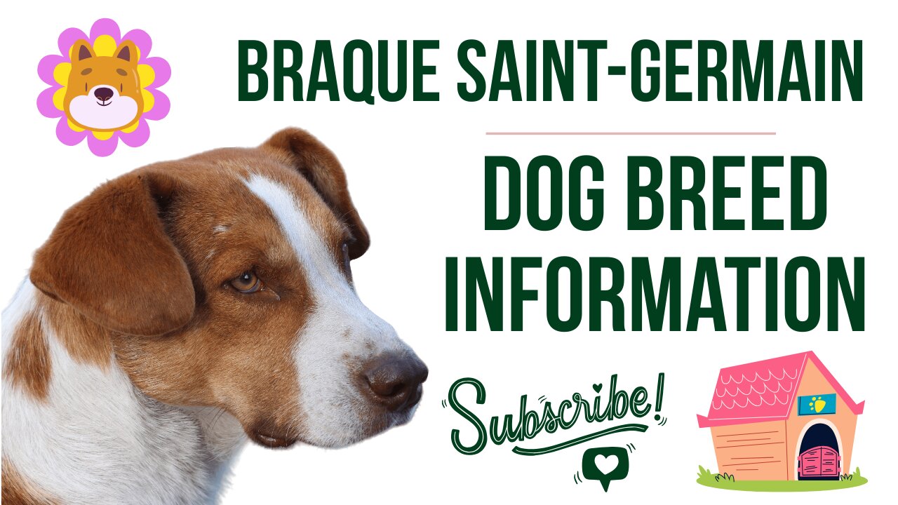 Braque Saint-Germain: An In-Depth Guide to the Noble Hunting Companion