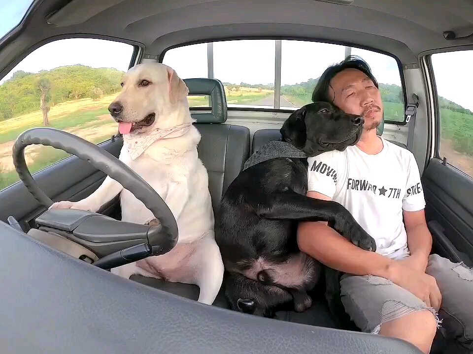 Asians are amazing