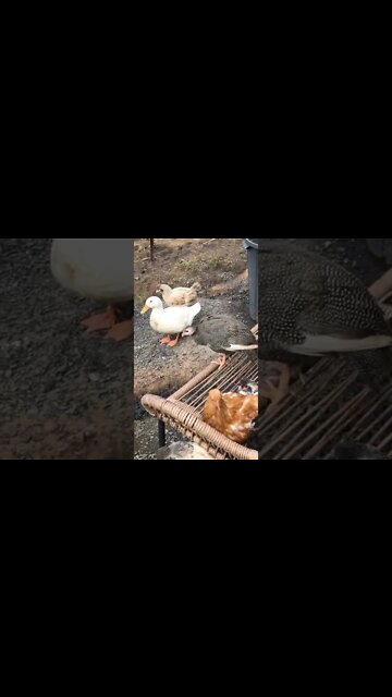 Baby guinea fowl thinks she’s a chicken