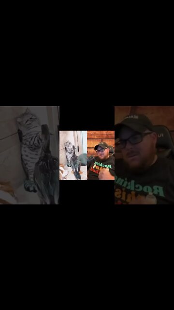 Here’s Your Dose Of REALarious…🤣🤣🤣 with @CatPetShow