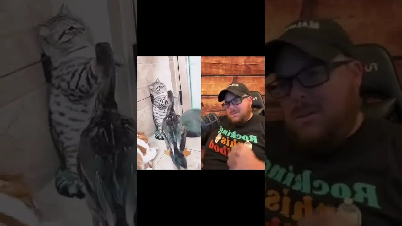 Here’s Your Dose Of REALarious…🤣🤣🤣 with @CatPetShow