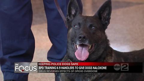 Baltimore City Police training all K-9 handlers to administer naloxone to dogs