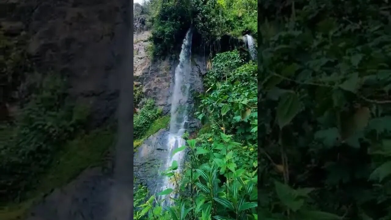 forest#enchantingplace#amazing#shorts