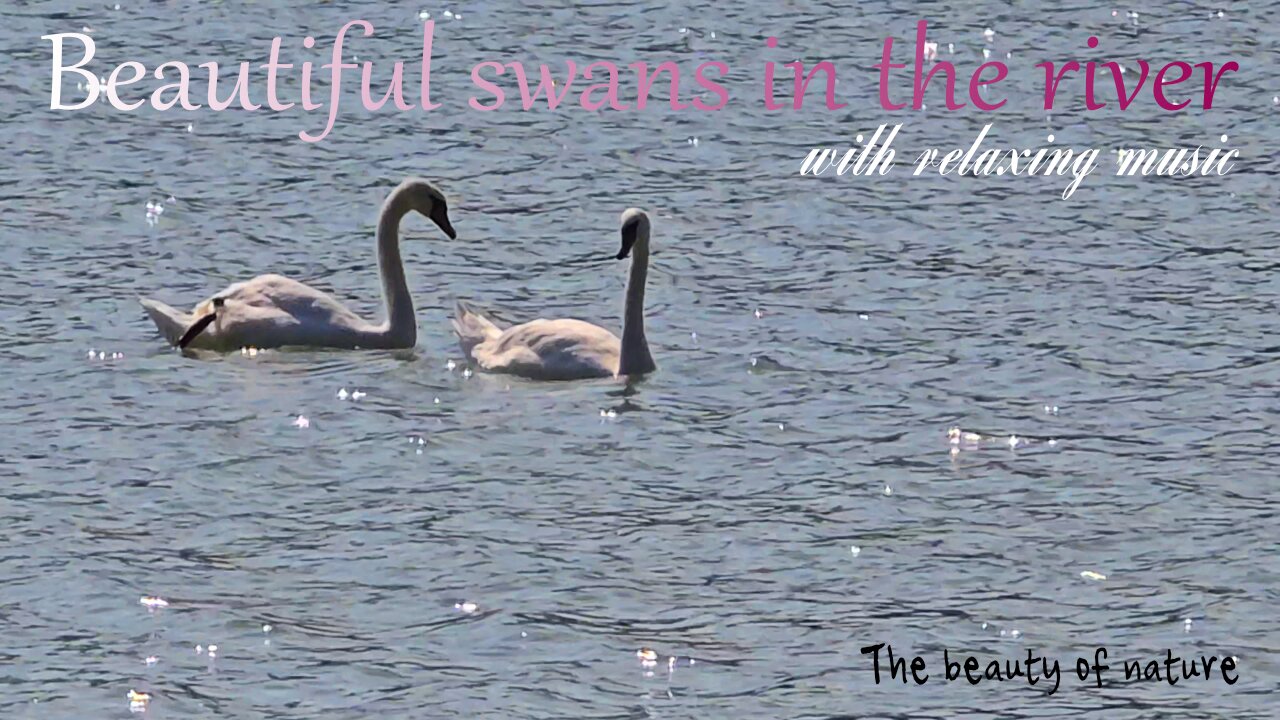 Beautiful swans on the river with relaxing music / beautiful swans on the water.