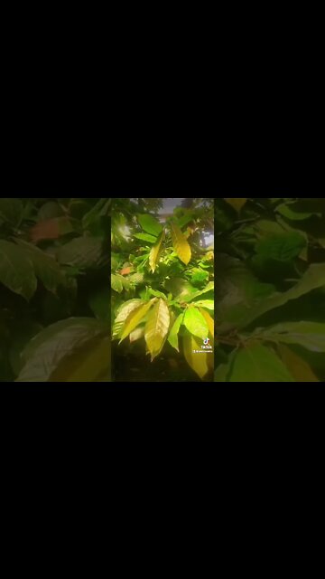 Cacao! Grow Your Own Chocolate!!