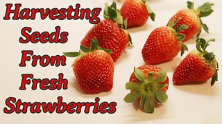 Harvest Seeds From Fresh Strawberries