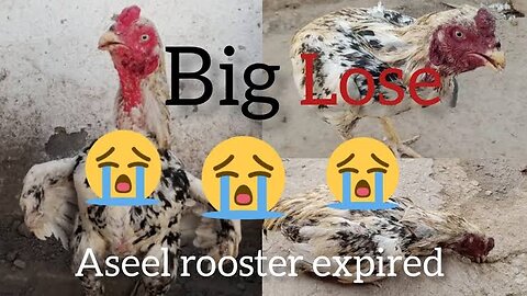 Cheena rooster expire o my god big loss