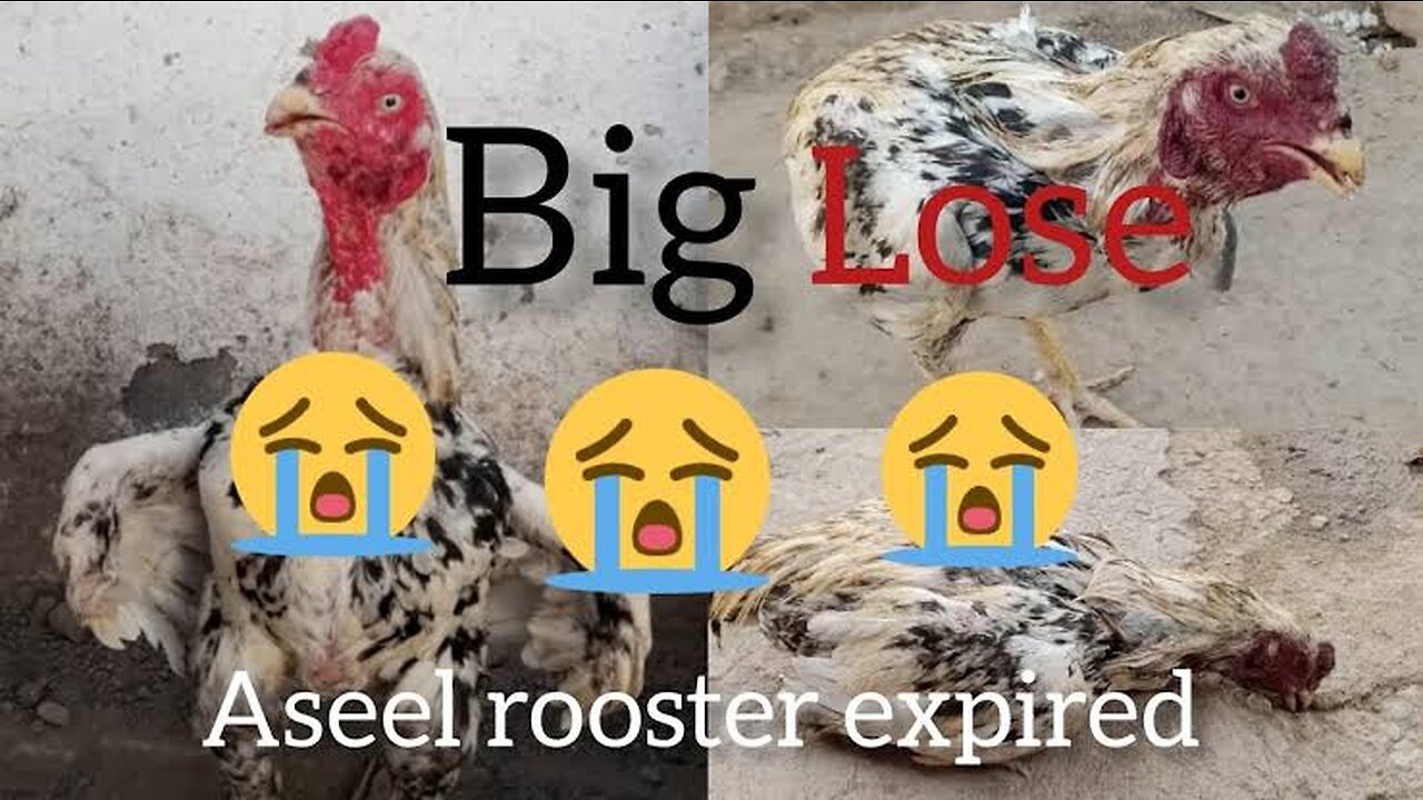 Cheena rooster expire o my god big loss