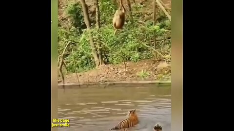 FUNNY TIGER