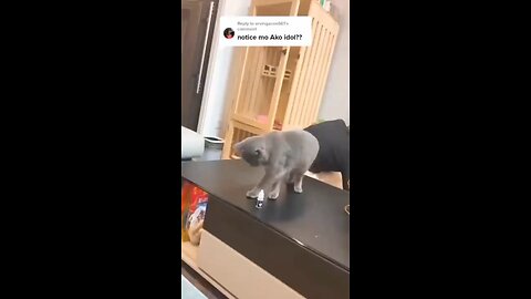 Smart cat 🐱.mp4