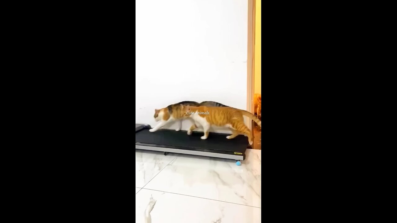 cat funny video, see more subscribe me