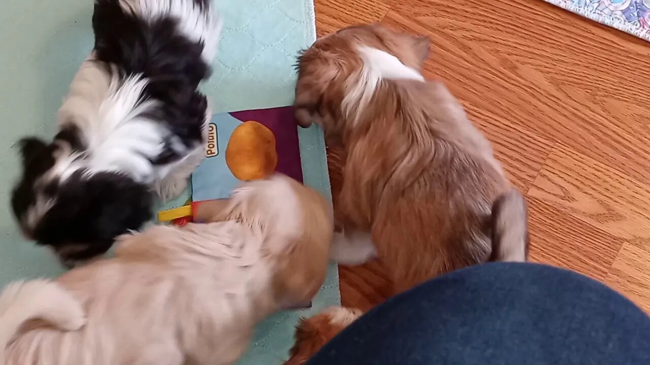 k Litter - 7 weeks old tomorrow(2)