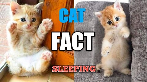 Cat sleeping fact😦😦😦😦😦😦