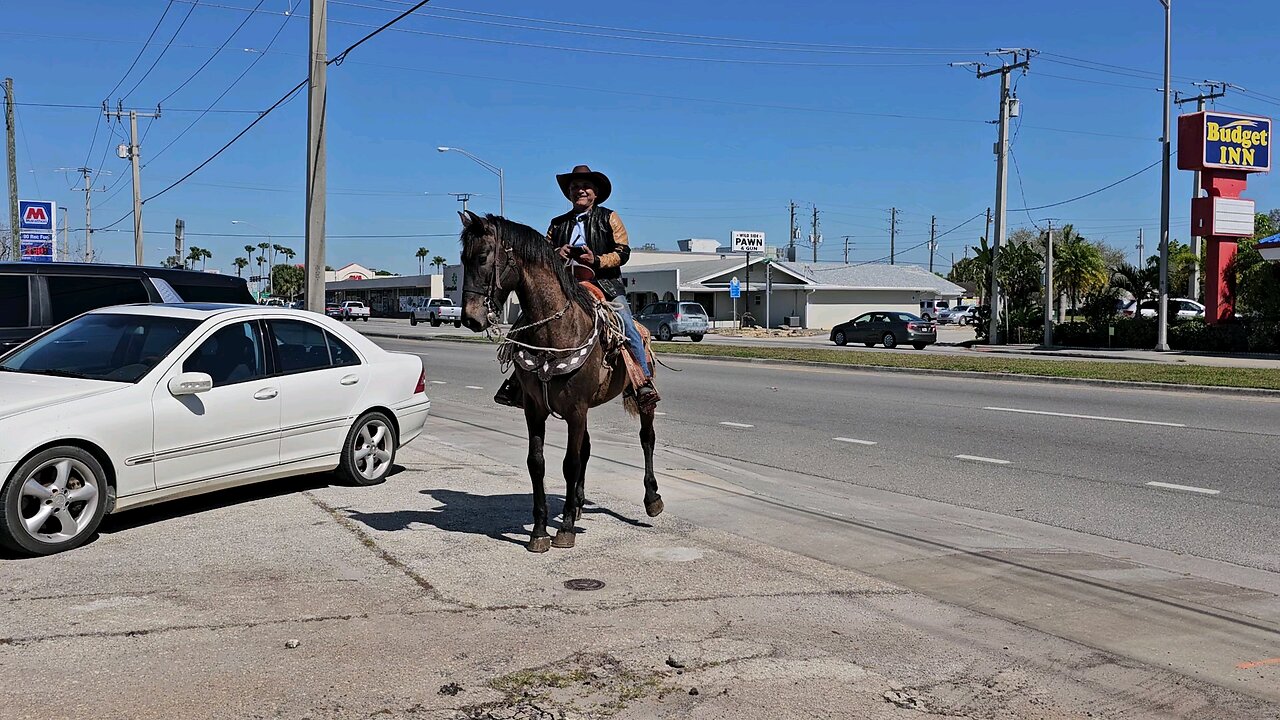 fancy horse